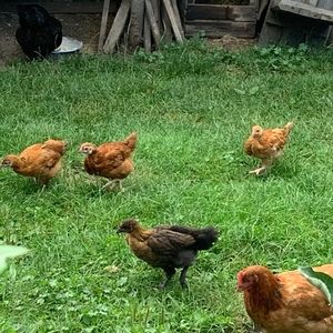 Meet your Posher, Adam